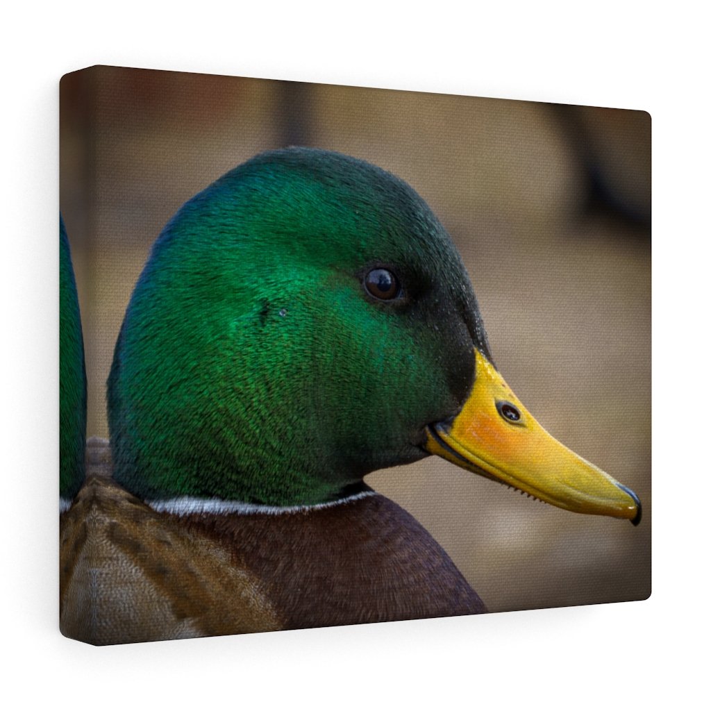Mallard Duck (Canvas) - etzphotos