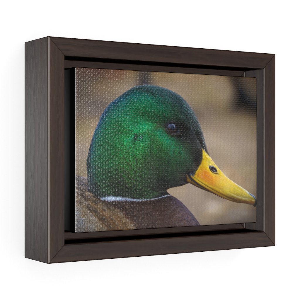 Mallard Duck (Framed Canvas) - etzphotos