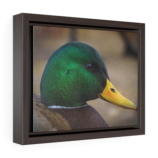 Mallard Duck (Framed Canvas) - etzphotos