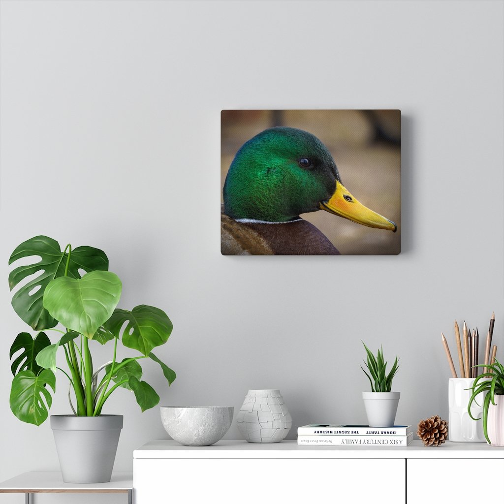 Mallard Duck (Canvas) - etzphotos